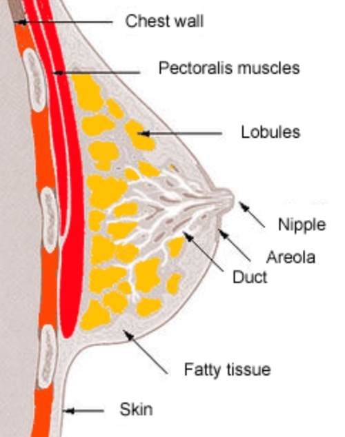 Anatomy of the Breast - StoryMD