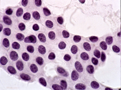 Anatomy and histology of the breast - Eurocytology