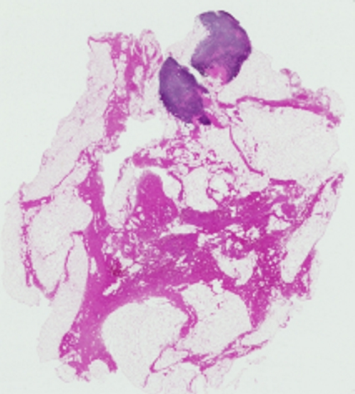 Anatomy and histology of the breast - Eurocytology