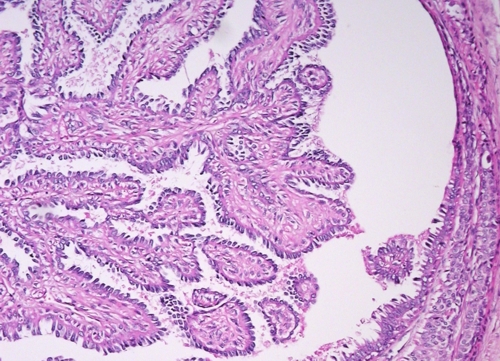 Anatomy and histology of the breast - Eurocytology