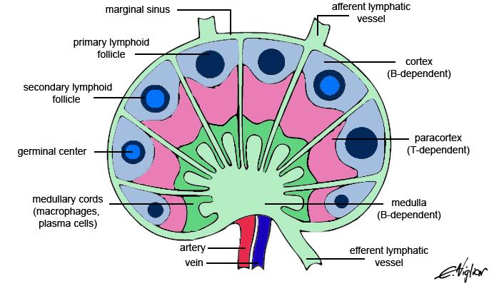 lymph node histology paracortex