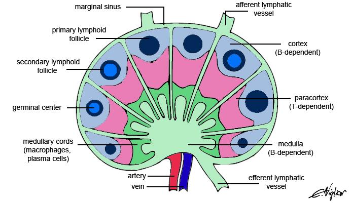 lymph nodes histology diagram