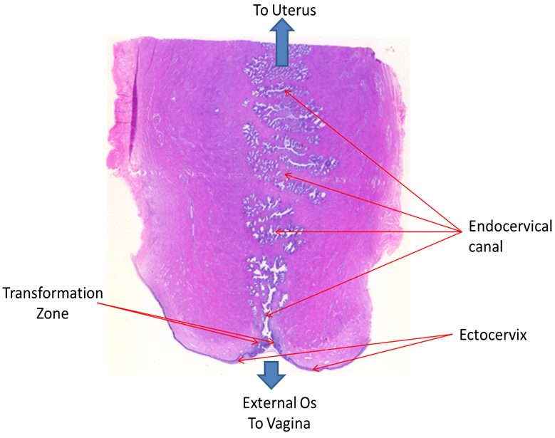 Histologia Do Utero Gravido Nida o Embriologia InfoEscola Histologia Do Utero Gravido Nida o Embriologia InfoEscola