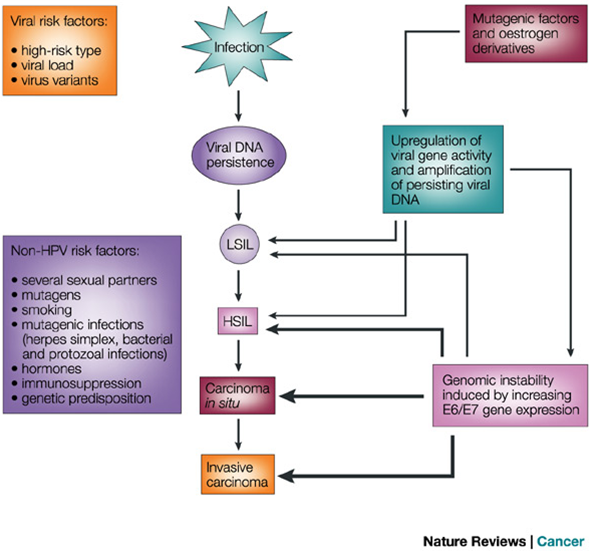 how hpv causes cervical cancer mechanism