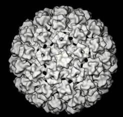 papillomavírus körkörös genom