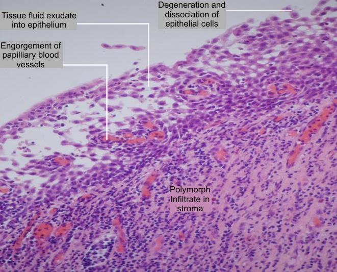 Anatomy and histology of the breast - Eurocytology